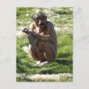 Search for cute chimpanzee postcards Chimps