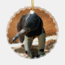 Search for ant ornaments Animal