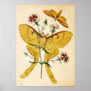 Recherche de vintage moth posters Insectes