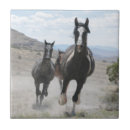 Recherche de cheval courant Amateurs de chevaux