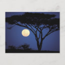 Recherche de acacia cartes postales Parc national