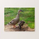 Recherche de canard puzzles Amoureux des oiseaux