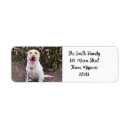 Search for yellow labrador return address labels Pet