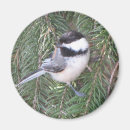 Search for chickadees magnets Nature