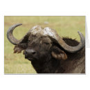 Recherche de buffle africain cartes postales Savane
