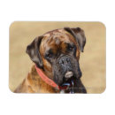 Search for brindle magnets Bob and pam langrish
