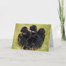 Search for chimpanzees cards Animal wildlife