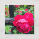 Search for raindrop photography Rose