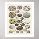 Search for vintage bird illustrations posters Eggs