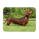 Search for short haired miniature dachshund magnets Zwergteckel