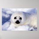 Search for harp seal posters Pup