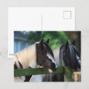 Search for gypsy vanners postcards Animal