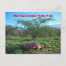 Search for mele kalikimaka postcards Maui
