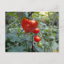 Recherche de tomates cartes postales Jardin