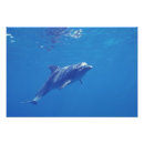 Recherche de grand dauphin posters Sous marin