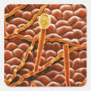 Search for fungus stickers Botany