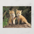 Recherche de terrier renard posters Petit