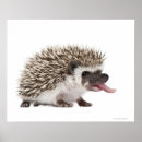 Recherche de hérisson posters Humour