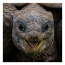 Search for tortoise posters Animals