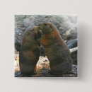 Search for marmots buttons Cute