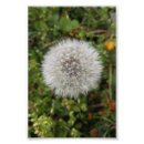 Recherche de pissenlit posters Fleur