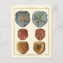 Recherche de dollar de sable cartes postales Coquille