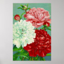 Search for vintage peony art Flowers