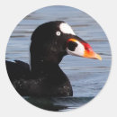 Search for drake stickers Waterfowl