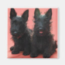 Search for terrier magnets Pup