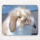 Recherche de pâques lapin tapis souris Animal