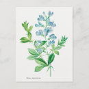 Recherche de illustrations botaniques cartes postales Fleur