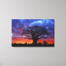 Search for baobab tree art Sunset