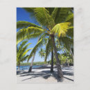 Search for palm tree postcards Usa