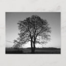 Search for forked postcards Tree