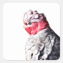 Search for galah stickers Parrot