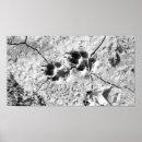 Recherche de chien blanc posters Simple