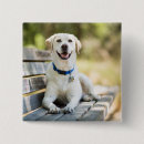 Search for lay buttons Dog