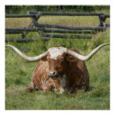 Search for longhorn posters Pasture