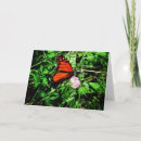 Recherche de papillon monarque vœux cartes Insectes