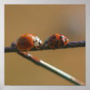 Recherche de insecte mignon posters Animal