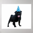 Search for pug dog posters Doggy