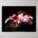 Search for stargazer lily posters Flower