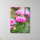 Search for aster canvas prints Nature