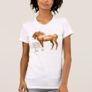 Search for horse womens tshirts Equus