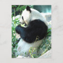 Search for cute baby panda postcards Zoo