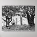 Search for black sheep posters Ewe