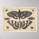 Recherche de entomology posters Illustration