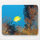Search for damselfish Animal