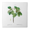 Recherche de joseph carreaux Fleurs