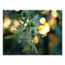 Search for olive tree posters Green